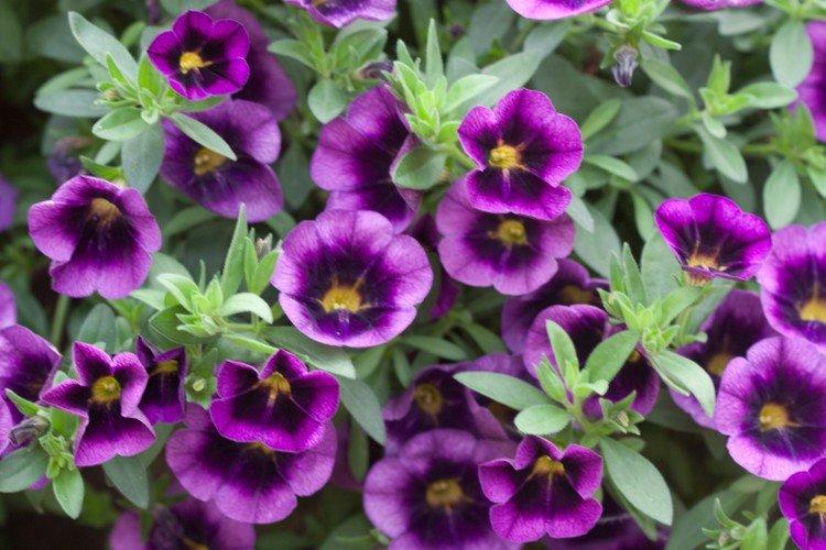 Calibrachoa - foto