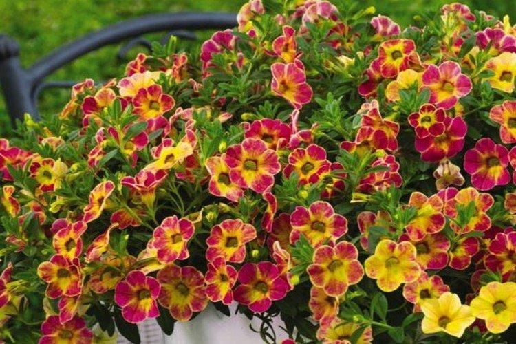 Calibrachoa - foto