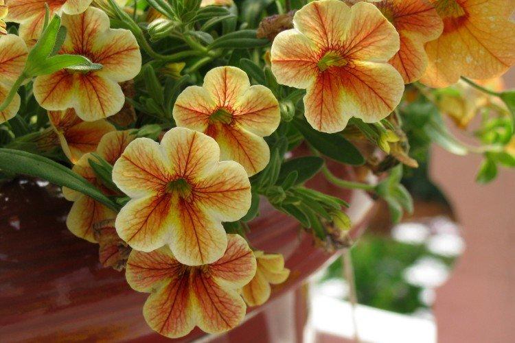Calibrachoa - foto