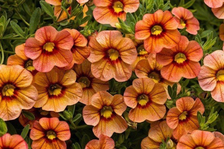Calibrachoa - foto