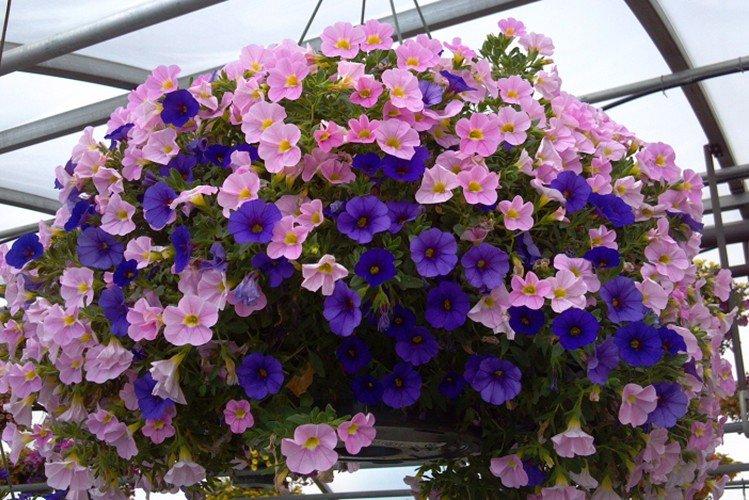 Calibrachoa - foto