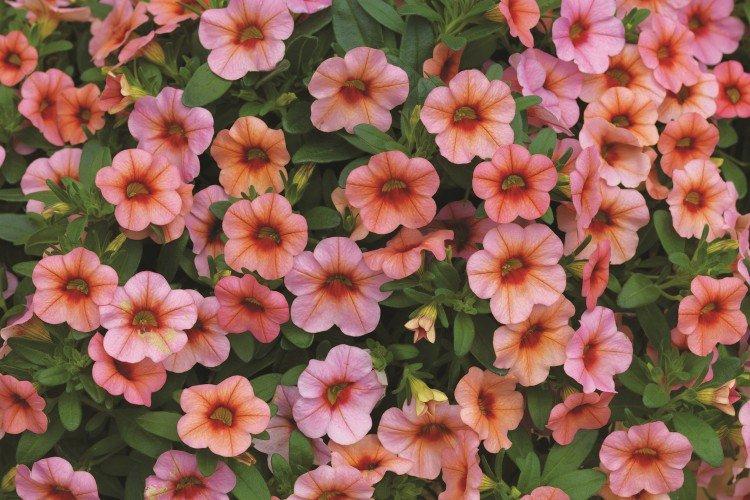 Calibrachoa - foto