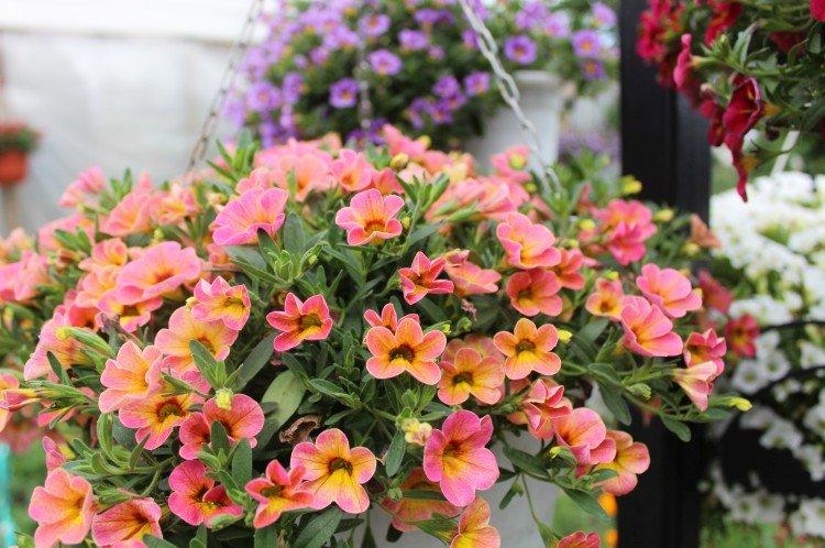 Calibrachoa - foto