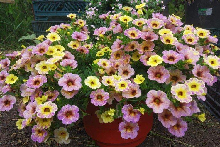 Calibrachoa - foto