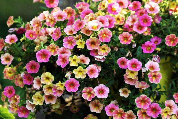 Calibrachoa - foto