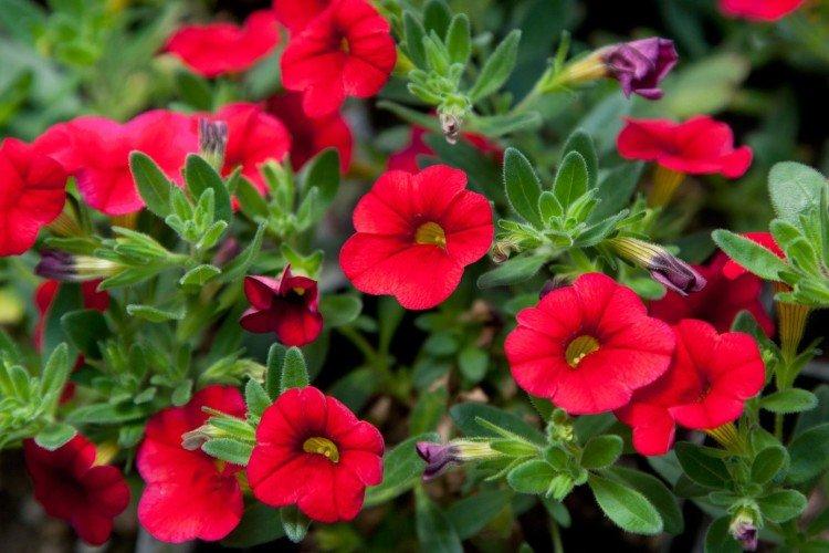 Calibrachoa - foto