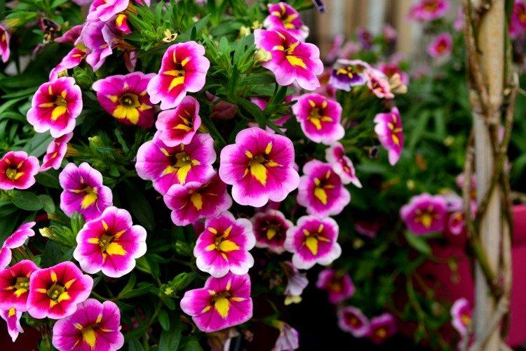 Calibrachoa - foto