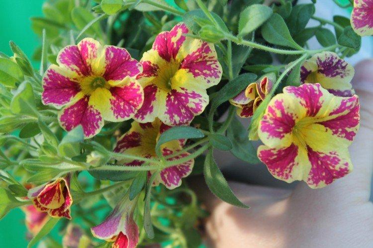 Calibrachoa - foto