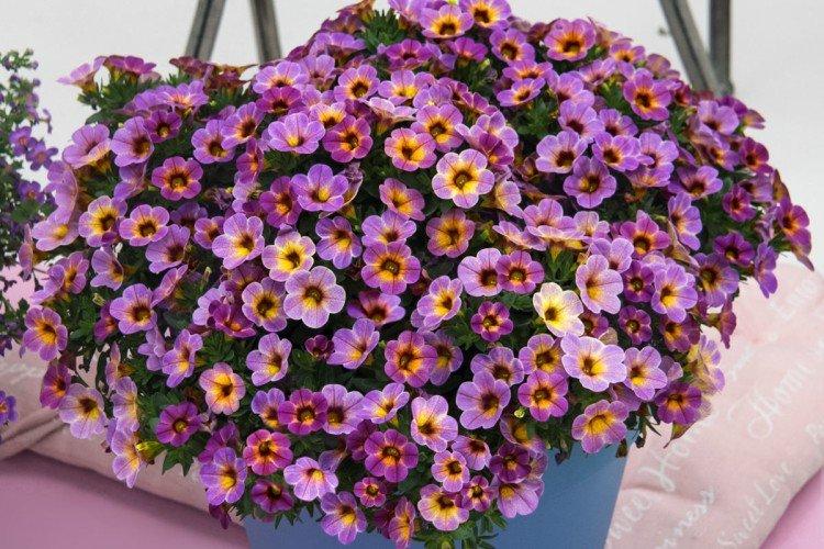 Calibrachoa - foto