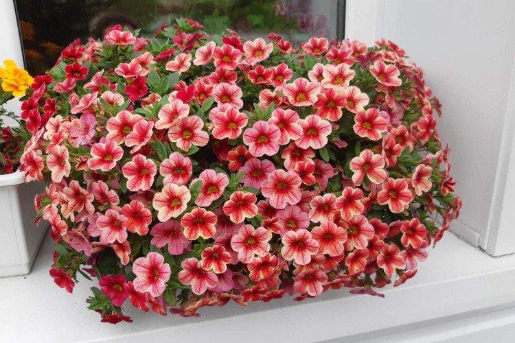 Calibrachoa - foto