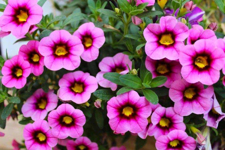 Calibrachoa - foto