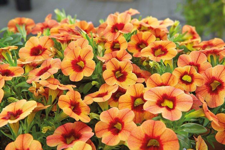 Calibrachoa - foto