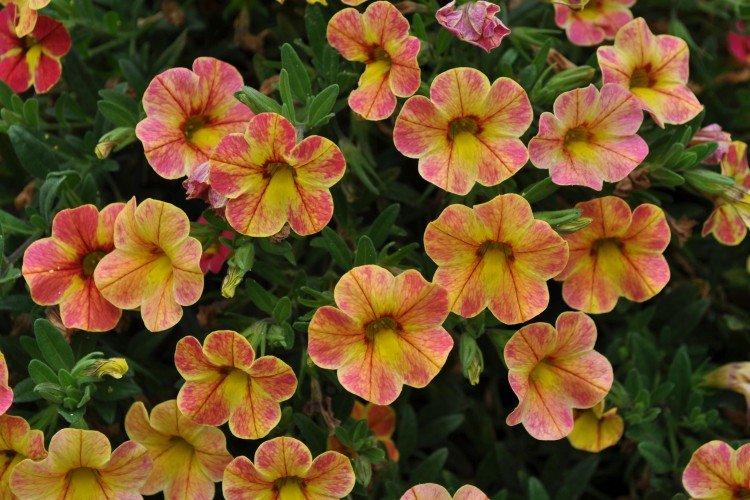 Calibrachoa - foto