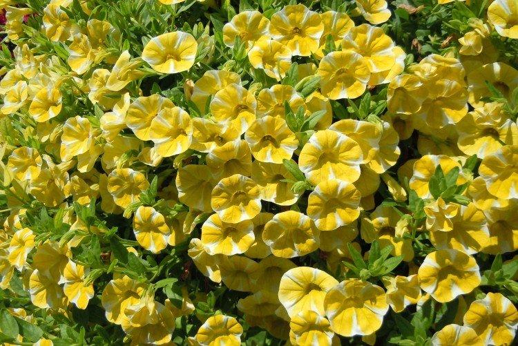 Calibrachoa - foto
