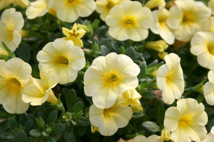Calibrachoa - foto