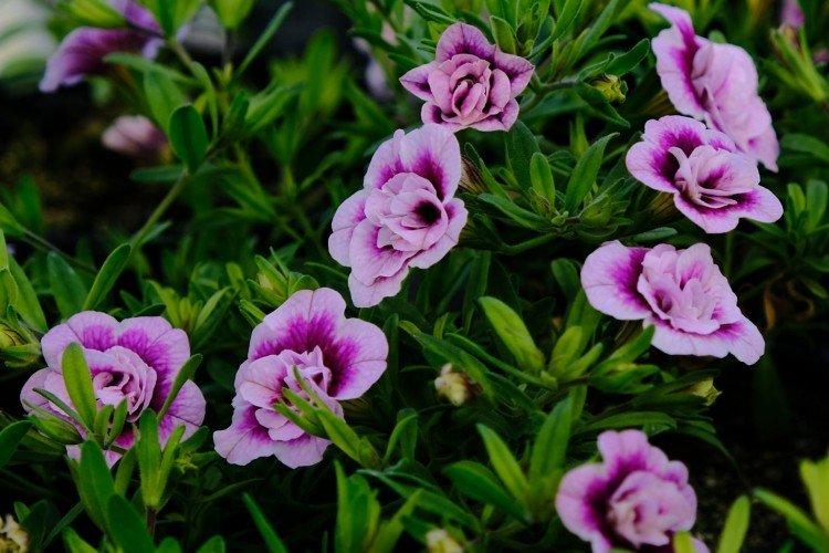 Calibrachoa - foto