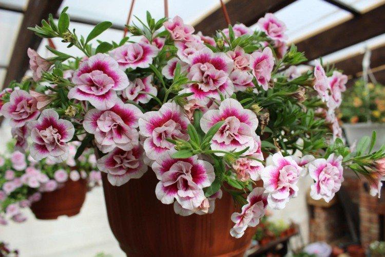 Calibrachoa - foto