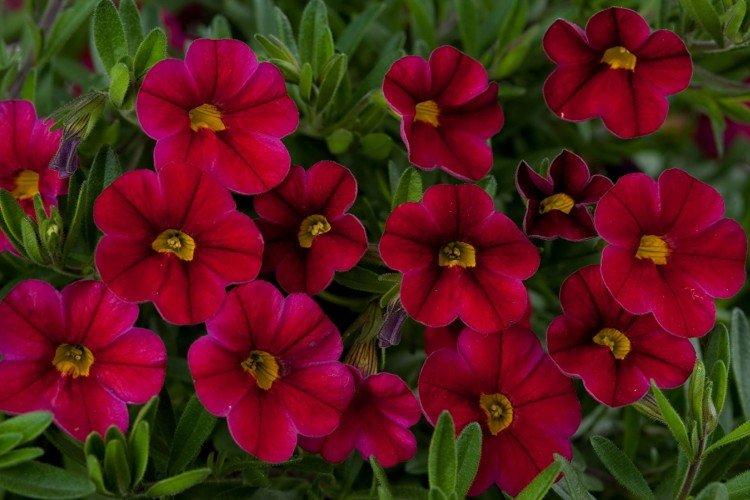 Calibrachoa - foto