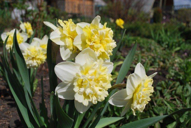 Froté narcisy