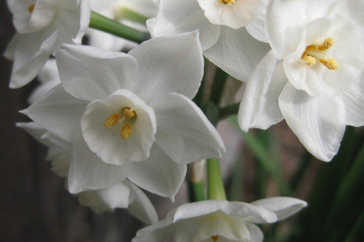 Narcisy - foto