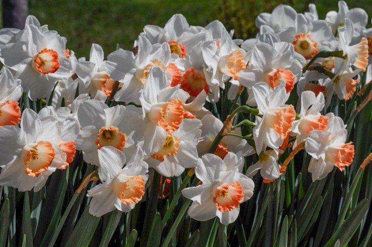 Narcisy - foto