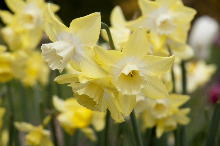 Narcisy - foto
