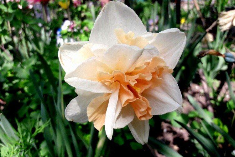 Narcisy - foto