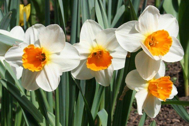 Narcisy - foto