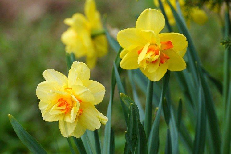 Narcisy - foto
