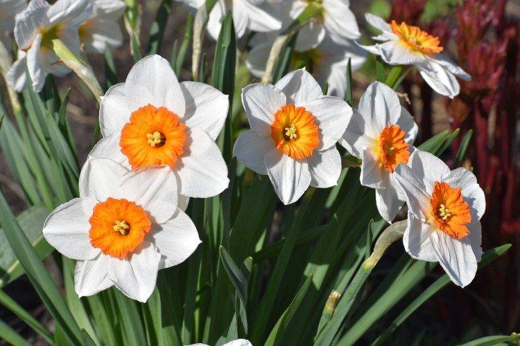 Narcisy - foto