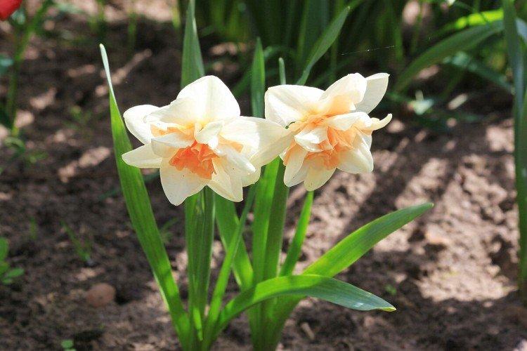 Narcisy - foto