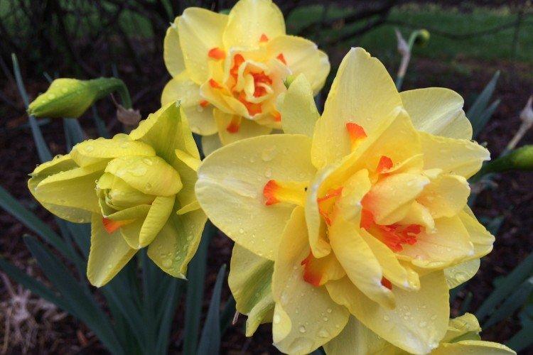 Narcisy - foto