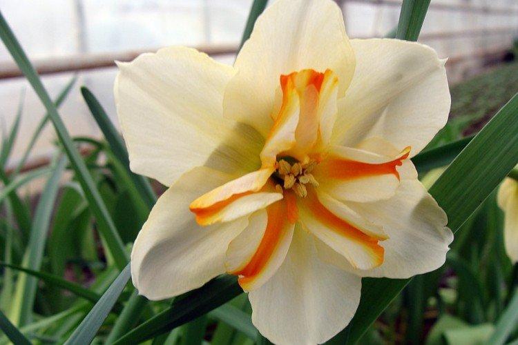 Narcisy - foto