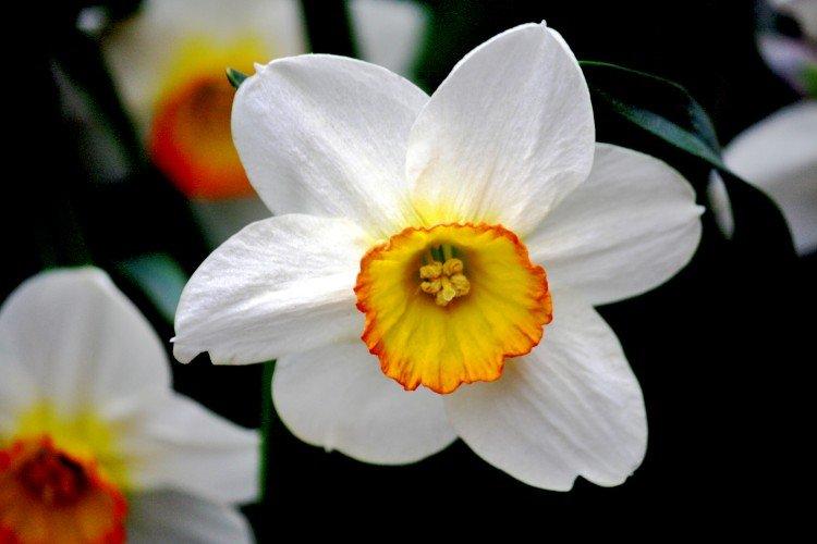 Narcisy - foto