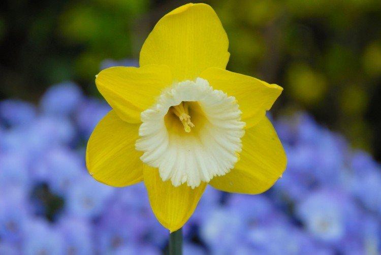 Narcisy - foto