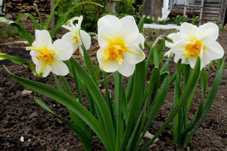 Narcisy - foto