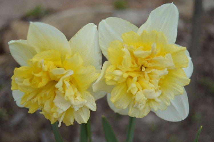 Narcisy - foto