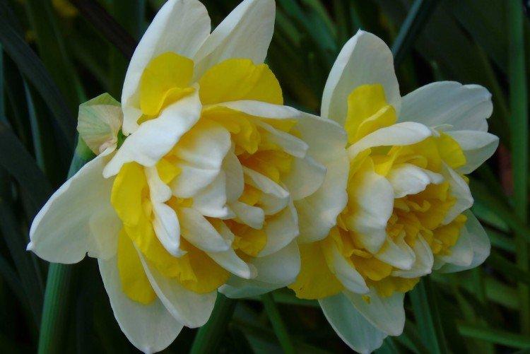 Narcisy - foto