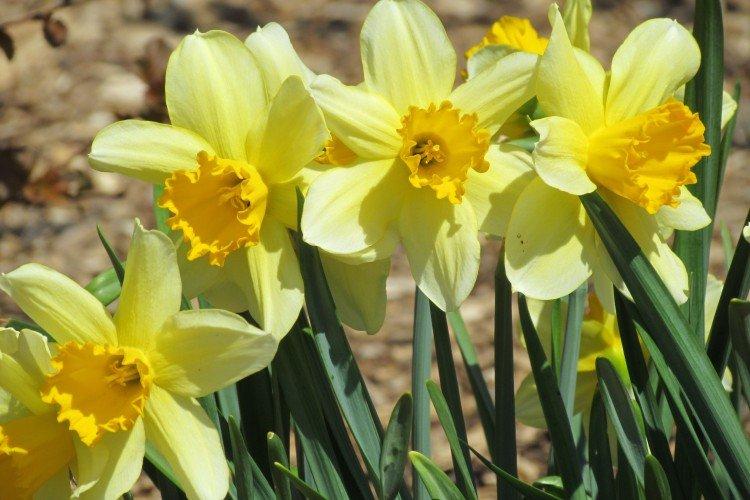 Narcisy - foto