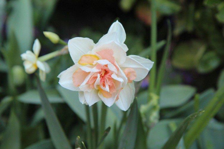 Narcisy - foto