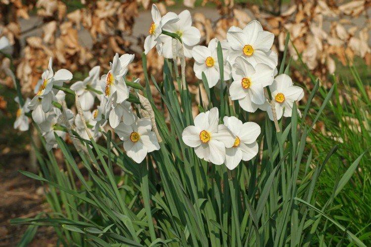 Narcisy - foto