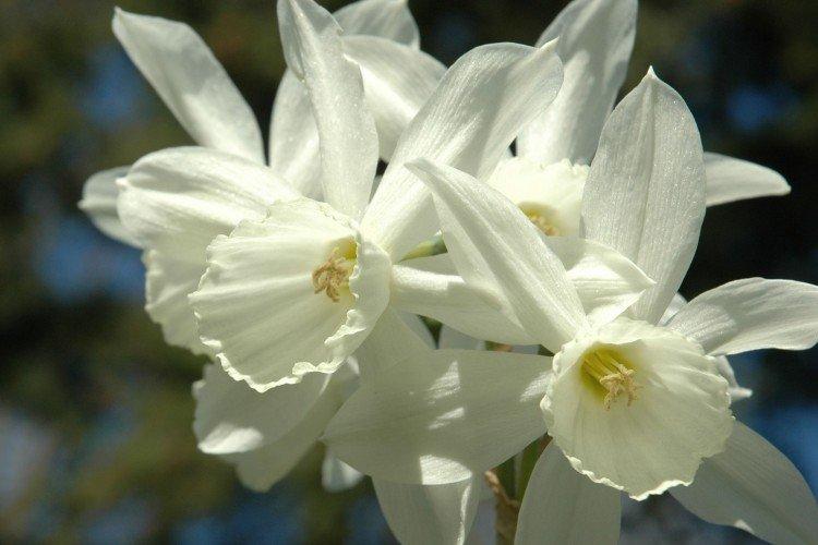 Narcisy - foto