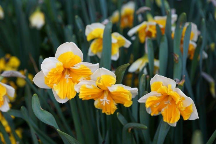 Narcisy - foto