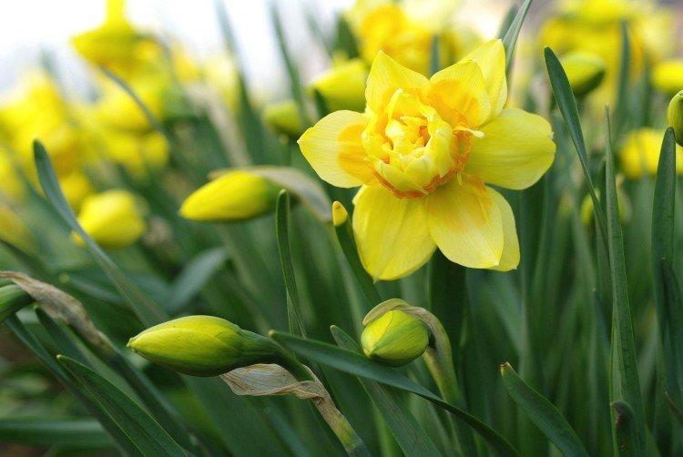 Narcisy - foto