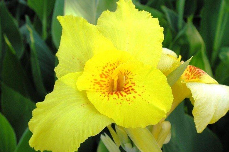 Canna - foto