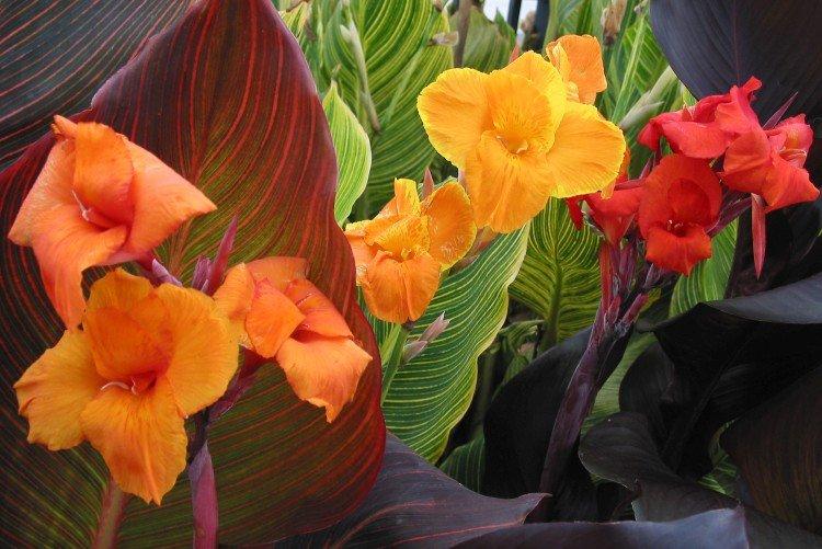 Canna - foto