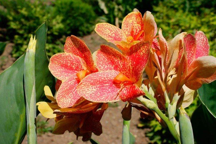 Canna - foto