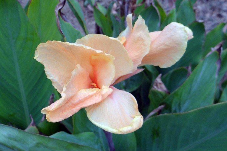 Canna - foto