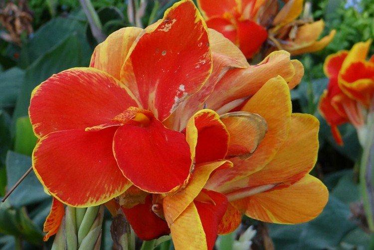 Cannas po odkvětu
