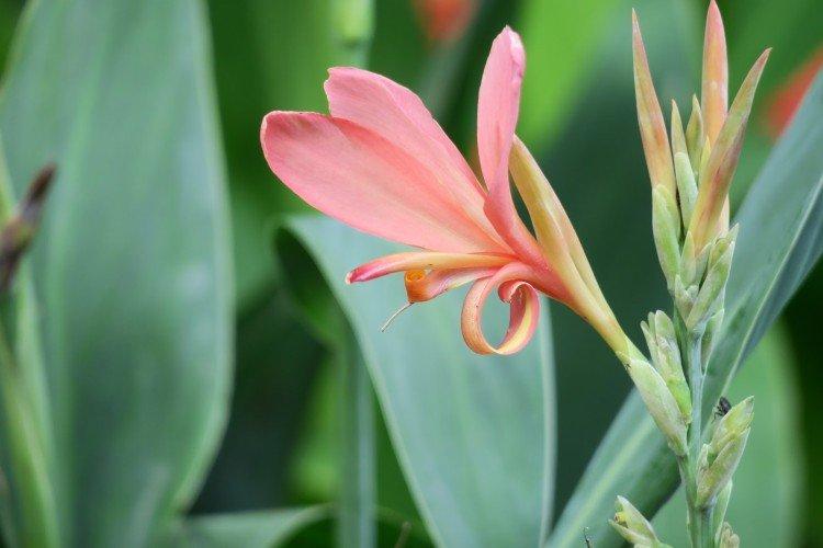 Canna - foto